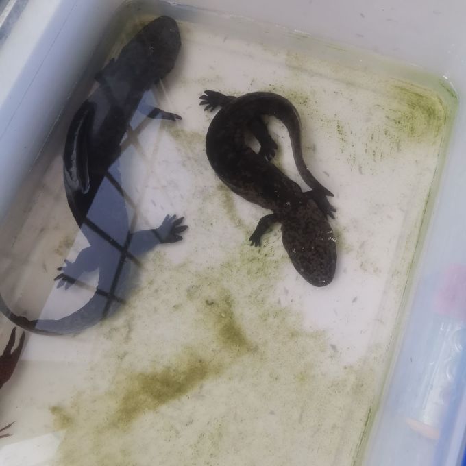 荣郁水族