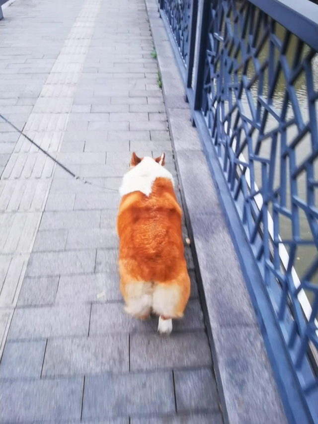 伯纳天纯，狗狗的粮仓