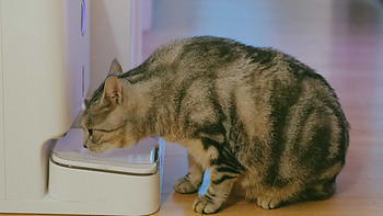 自动投喂解决猫咪吃饭问题，联想小新宠物智能一体机体验
