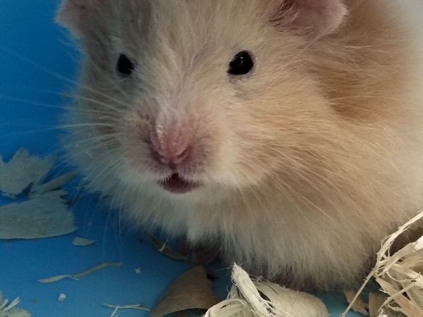 这家伙天天啃房🐹都给我都拆散架了！