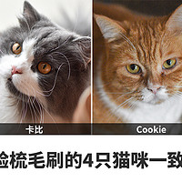 在漫天飞扬的猫毛里，得到片刻安宁——5款猫咪梳毛刷详细横评