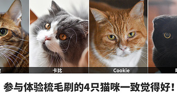 在漫天飞扬的猫毛里，得到片刻安宁——5款猫咪梳毛刷详细横评