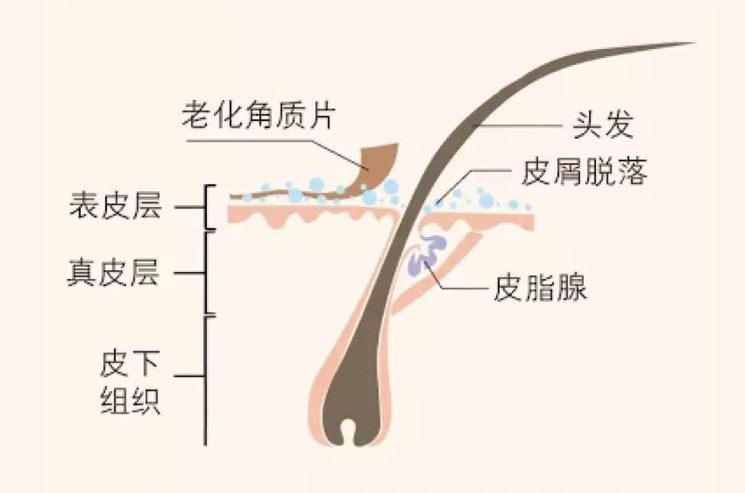 讲真,蓬松保湿又强韧这方面我只服这款洗发水!从此不知油头为何物~