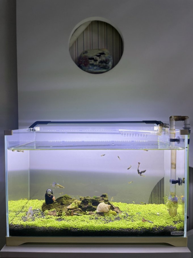 汉洋水草用品