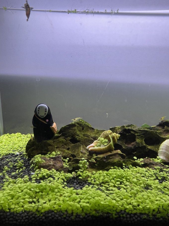 汉洋水草用品