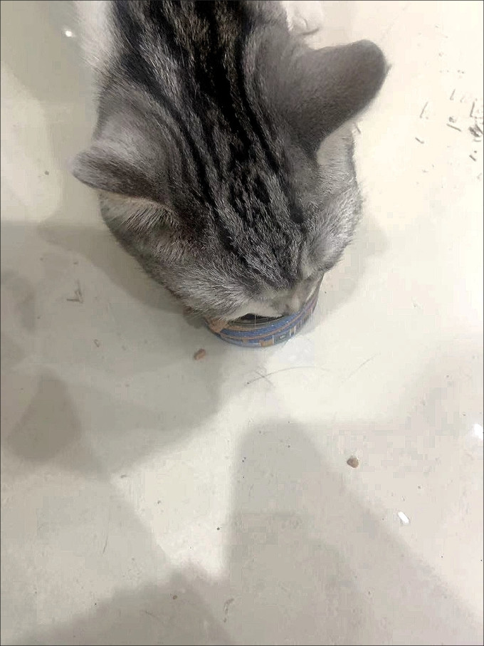 优刻猫零食