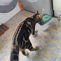 开开心心给猫买个活水饮水机它却老是在洗脚
