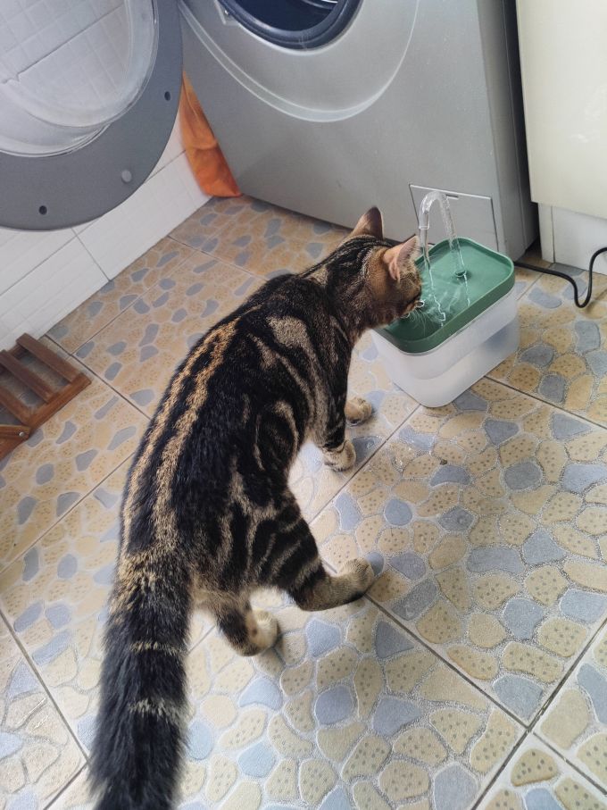 且丝喵想宠物食具水具