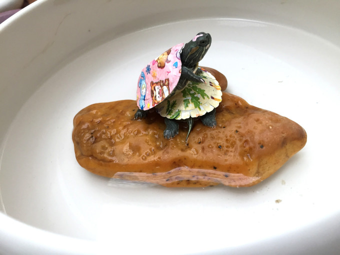 鱼麒麟鱼缸