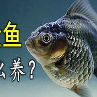 金鱼怎么养？ 篇九：金鱼总是被你养死，到底是哪儿出问题了？要注意这几个方面