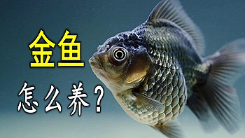 金鱼怎么养？ 篇九：金鱼总是被你养死，到底是哪儿出问题了？要注意这几个方面