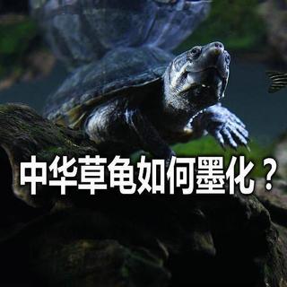 中华草龟怎么墨化？关键在于感受四季变化，最好是顺其自然