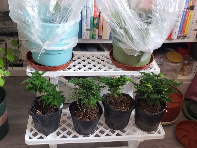 爱丽思花盆
