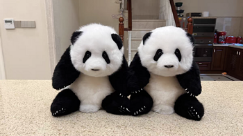 618种草chongker的萌兰幼崽大熊猫玩偶——真的超级可爱