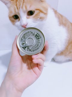 「养宠」0元买到的最宠猫罐头