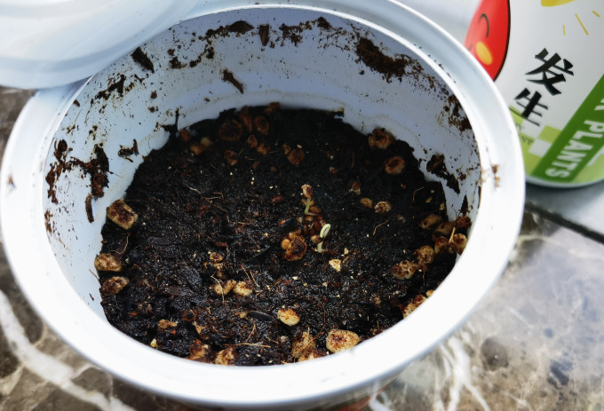 鲜花绿植