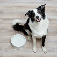 狗狗吃饭 篇二：你懂你家狗狗吗？狗狗这样吃饭又代表什么呢？（二）