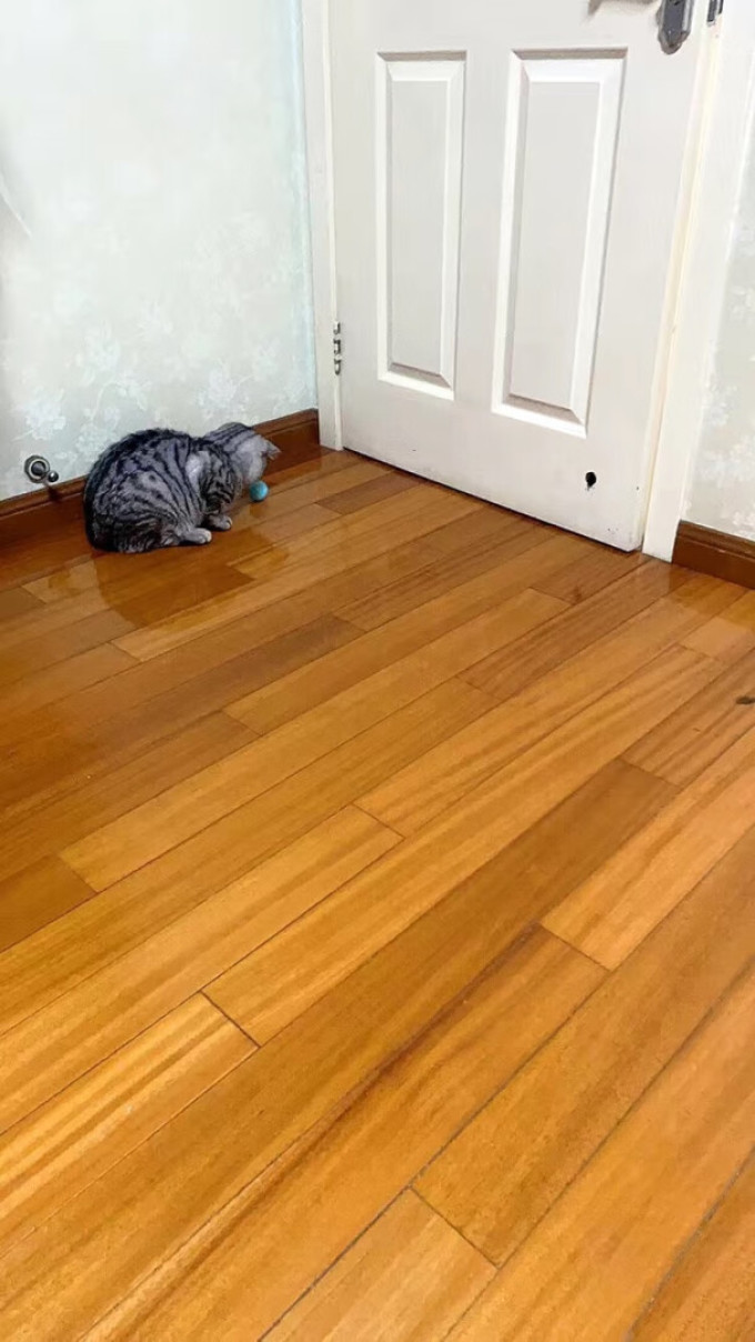 华元宠具宠物智能玩具