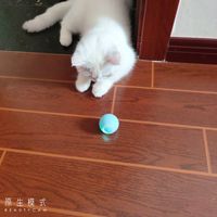 很好的猫玩具,我家猫咪刚开始很好奇,后