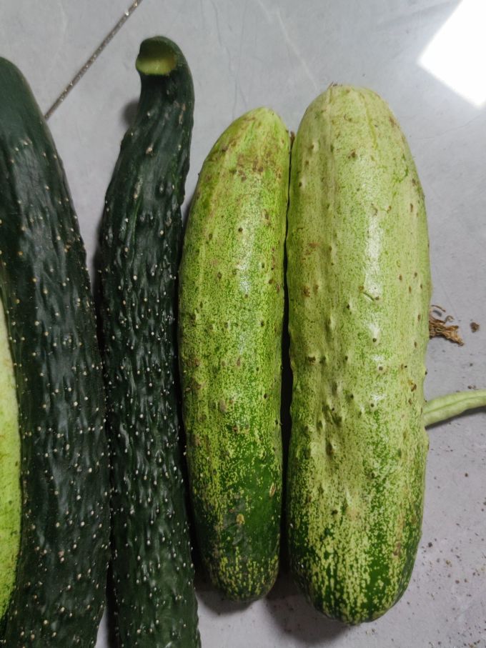 蔬菜