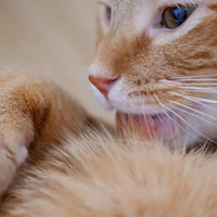 猫猫疾病 篇一：你知道猫传腹是什么原因导致的吗？
