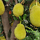 继续岭南水果篇-大树菠萝和柠檬