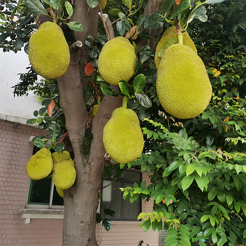 继续岭南水果篇-大树菠萝和柠檬