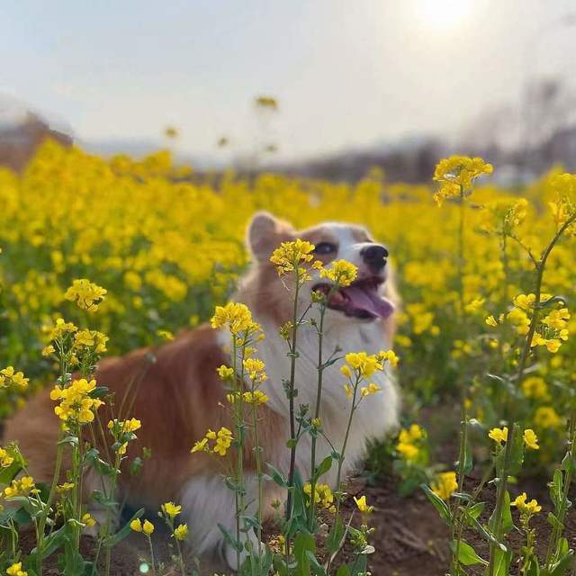 新手养狗丨两只狗狗怎么选狗粮？狗粮推荐什么牌子好？