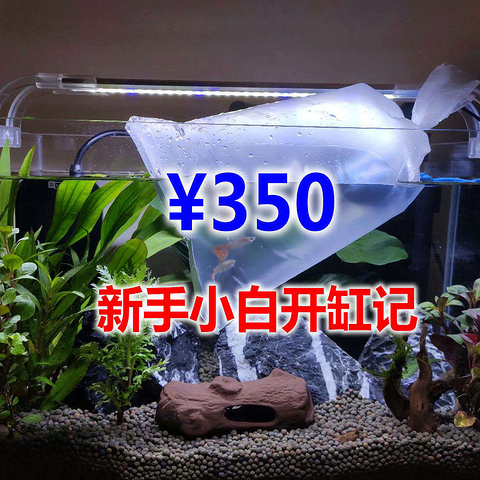 新手养鱼怎么入手？350元，开启养鱼之旅，新手小白开缸记