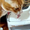 宠咕咕（petgugu）宠物智能饮水机，实测能让猫咪多喝水