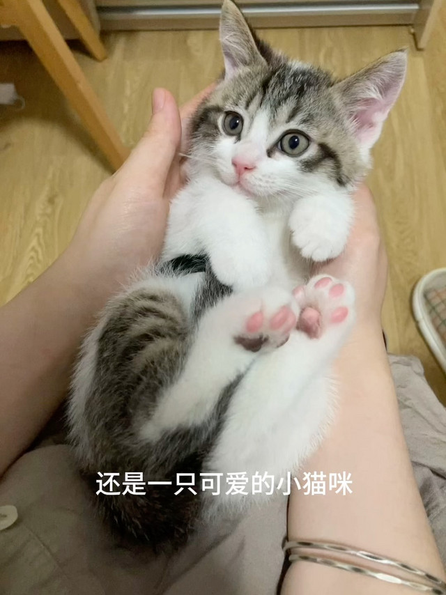 这个猫粮长肉贼厉害