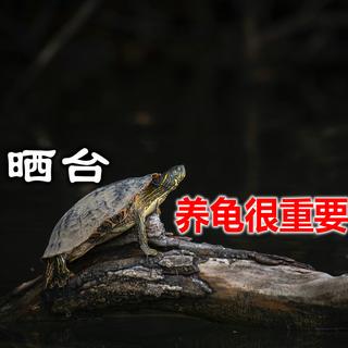晒台对乌龟有多重要？养乌龟怎么选晒台？龟友们需要知道