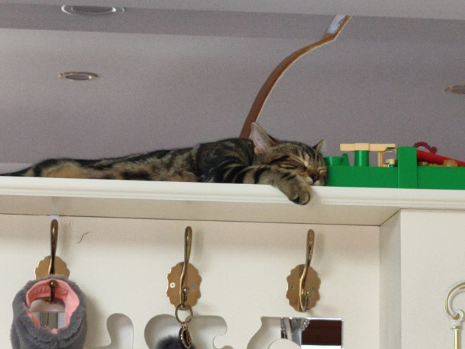 盒边猫砂