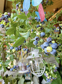 可可爱爱的蓝莓成熟了