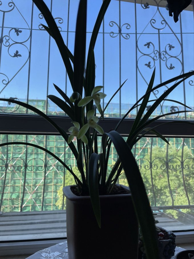 劉閣蘭花盆栽