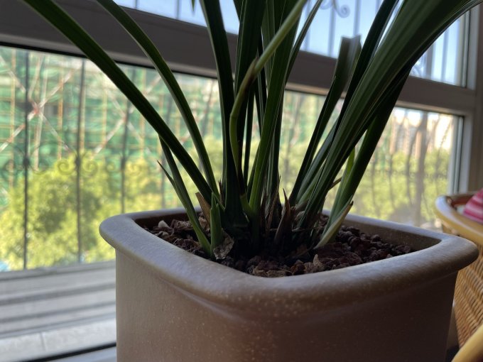 劉閣蘭花盆栽