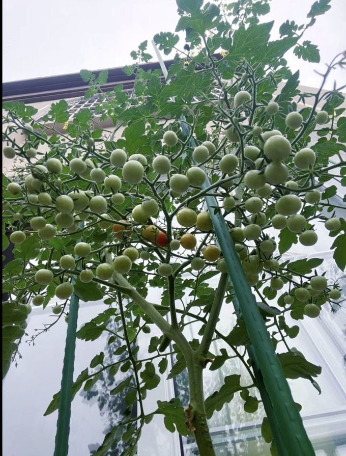 鲜花绿植
