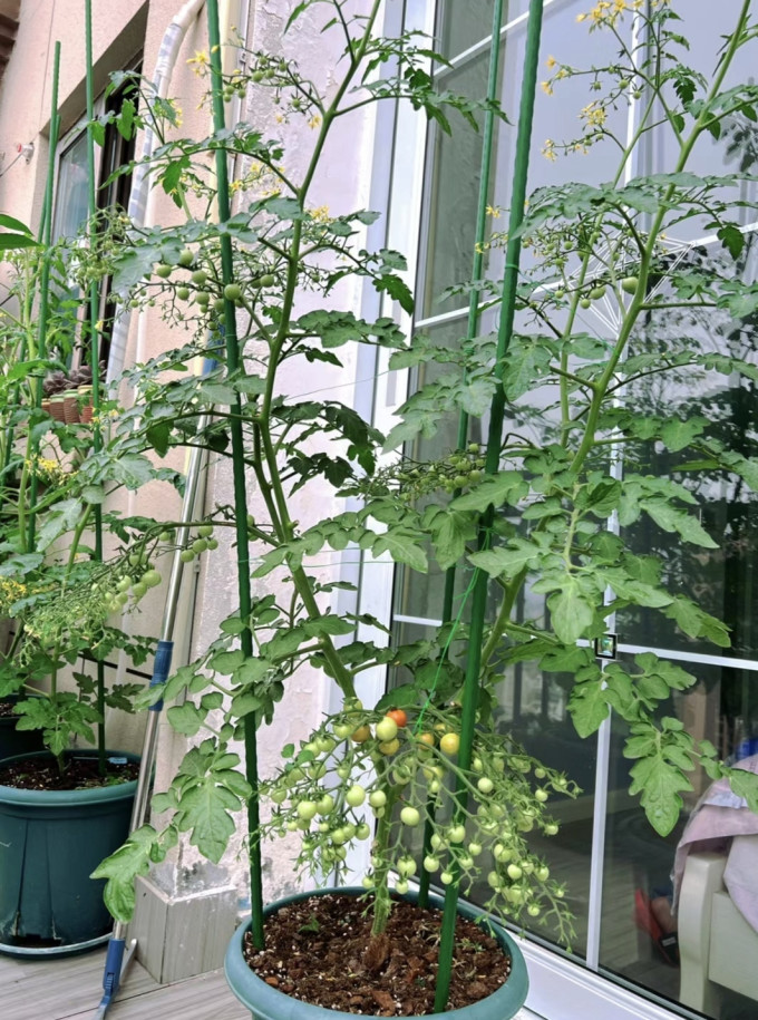 鲜花绿植