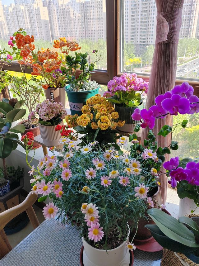 阳台花园，必备复合肥