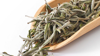 市面常见的几种“白茶树种”