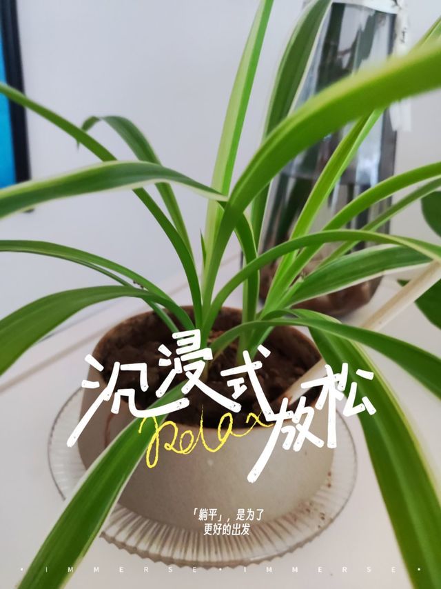 这种植物很好养，吊兰挺好看的