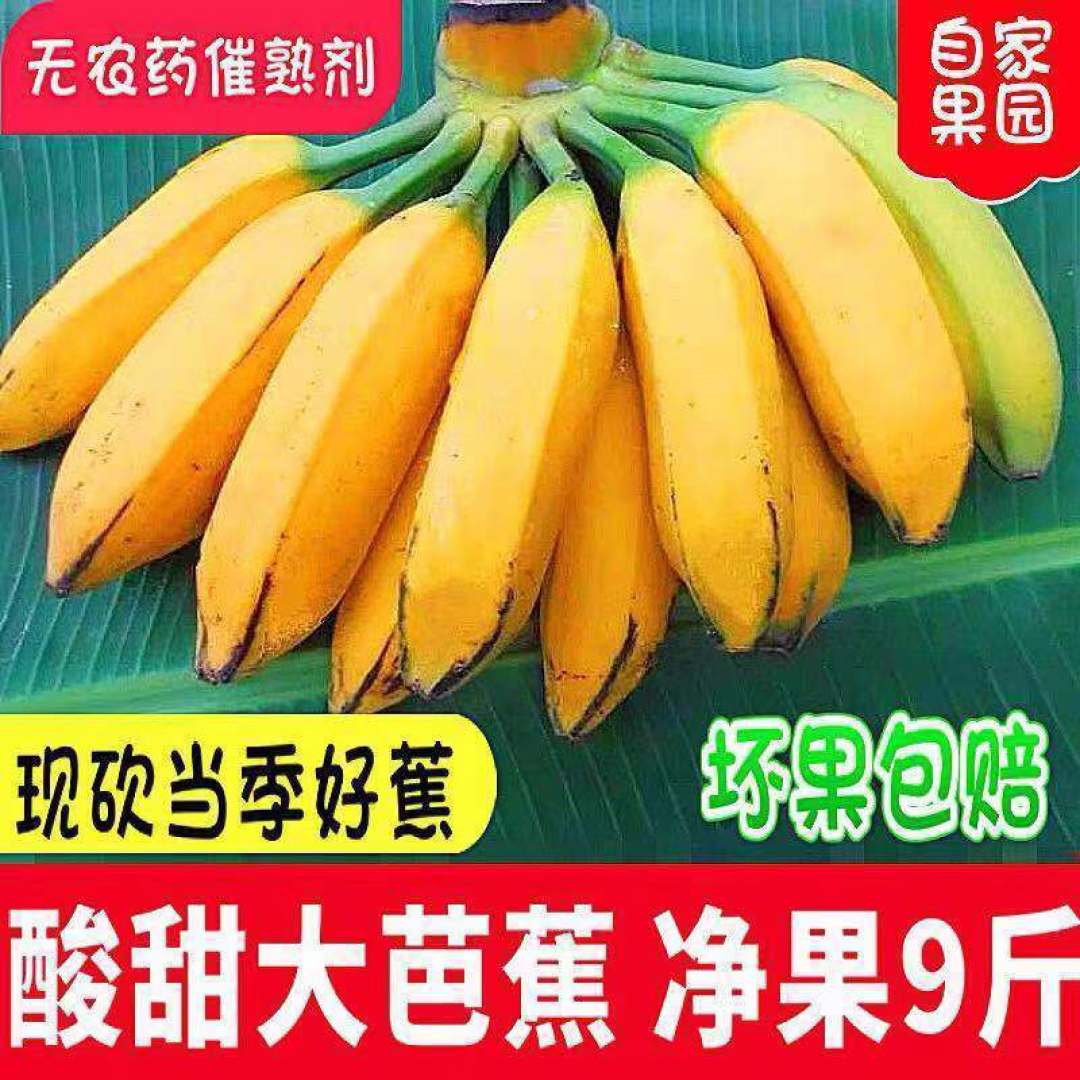 半斤一只的大蕉,只是珠三角的日常