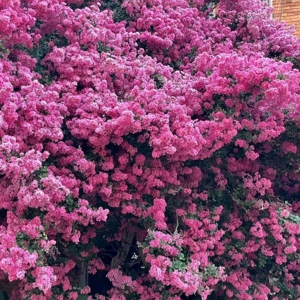 云南一户家门口的花，因开成花海，被评为“6月最灿烂的花”