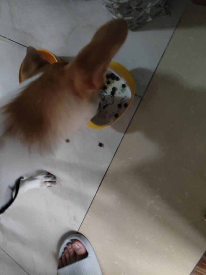 麦富迪狗粮