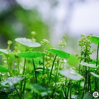 4种开花不是“好兆头”的花，长花箭赶紧剪，不然会后悔！