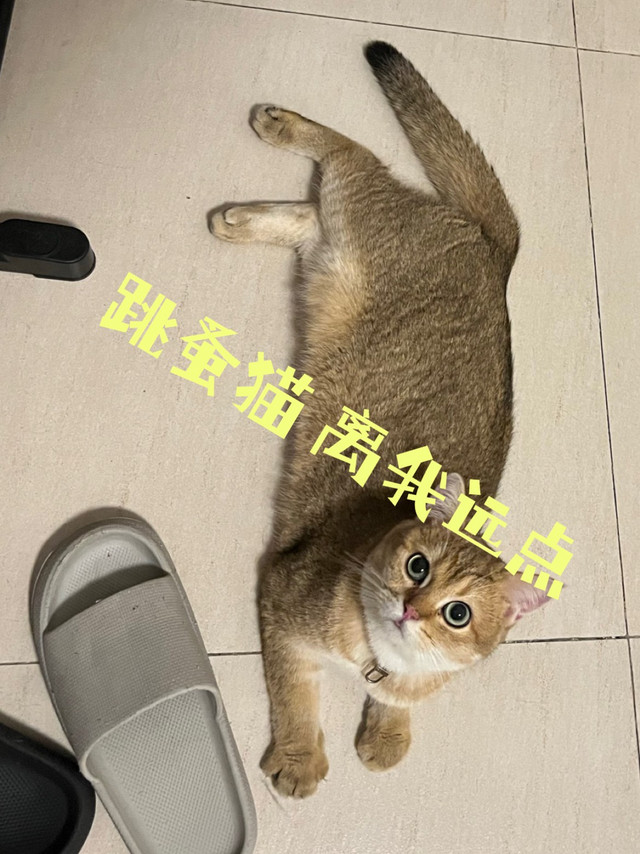 猫猫有跳蚤 驱虫做起来