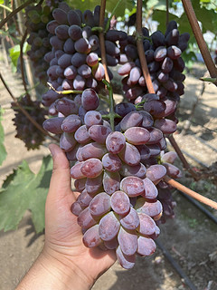 郁金香葡萄