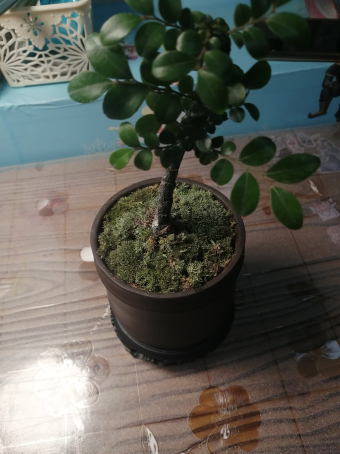 盆栽