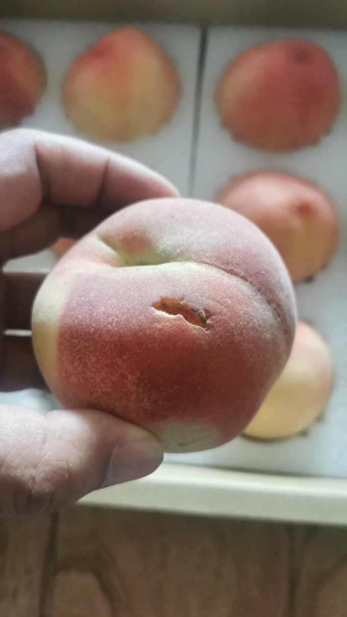 阳山新鲜水果