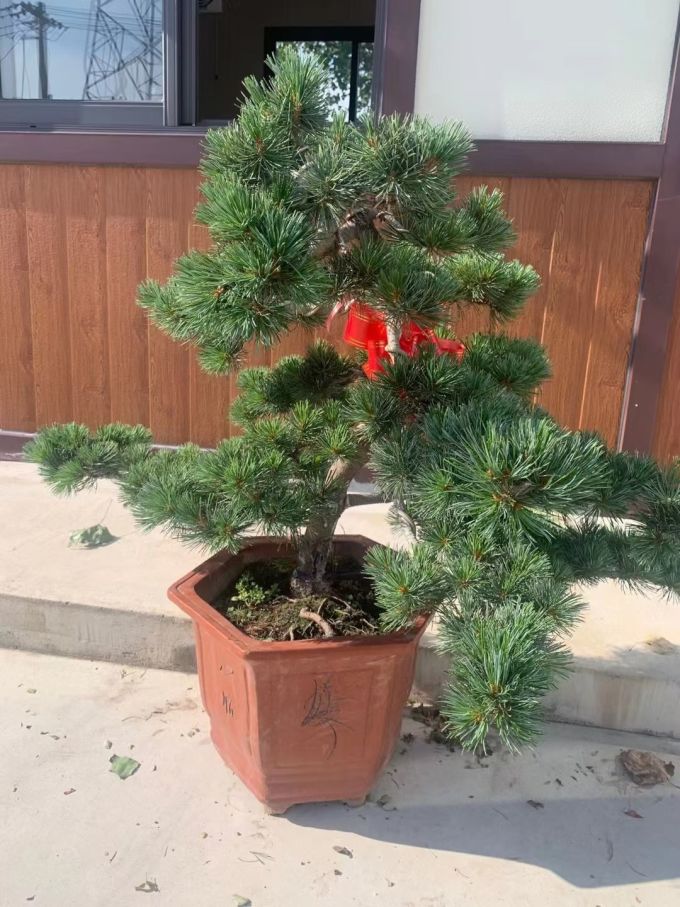 盆栽